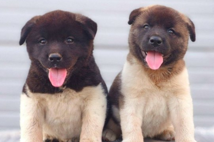 Amerikai akita, TOP kölykök