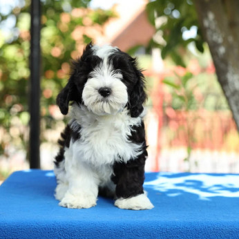 Bichon Havanese kölykök