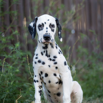 Dalmata kölyökkutyák