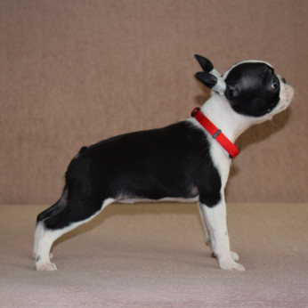 Boston terrier kölykök
