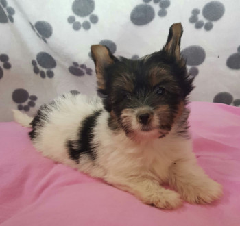 Biewer yorkshire yorki mini kislány gazdit keres!