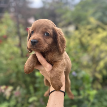 Cockapoo kölyökkutyák eladóak