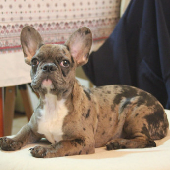 Merle francia bulldog kölyökkutya