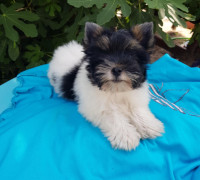 Biewer yorkshire yorki 3 hónapos kisfiú 3 x oltva gazdit keres!