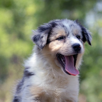 Border collie - Border collie, kölykök