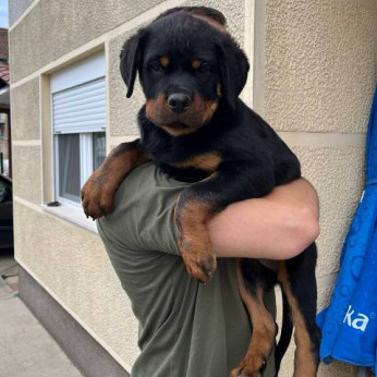 Rottweiler, legjobb kölykök