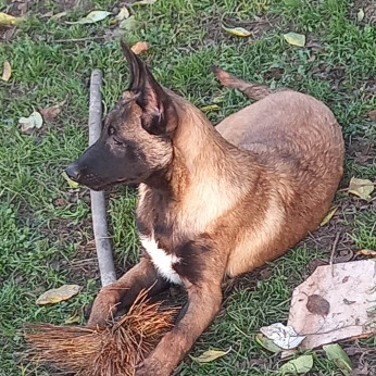 Malinois belga juhászkutya kölykök