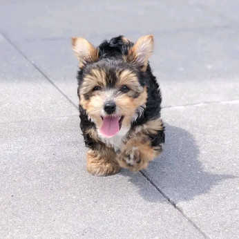 Gyönyörű Yorkshire terrier kölykök Üzleti WhatsApp: +37256348129