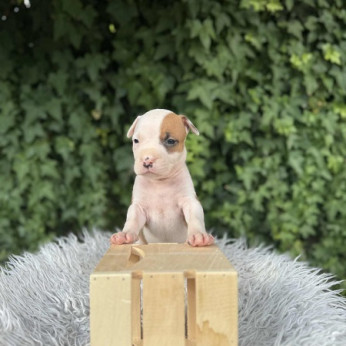 Kiváló származású amerikai staffordshire terrier kölykök