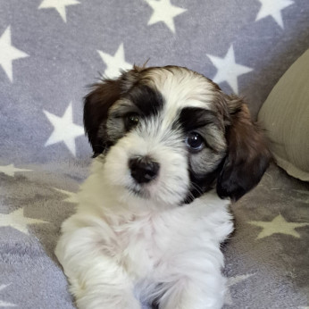 Havanese Bichon kölykök