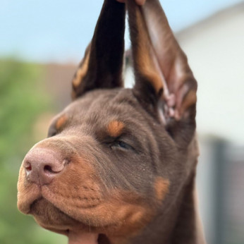 Dobermann – Gyönyörű kölykök