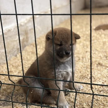 Shiba inu kölykök