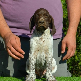 Német rövidszőrű vizsla kölykök