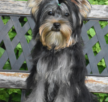 Yorkshir terrier törzskönyves növendék kiskutyák
