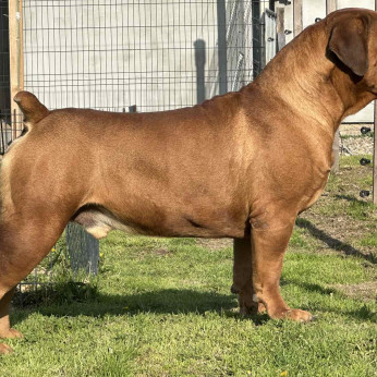 Dél-afrikai masztiff – Boerboel kölykök