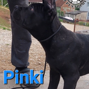 Cane Corso kölykök
