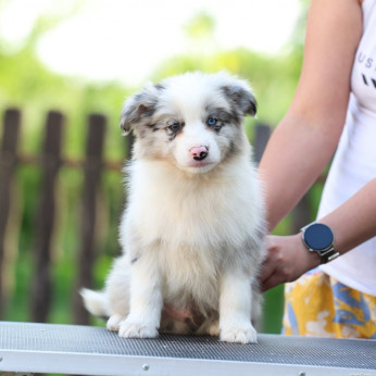 Border Collie kölykök