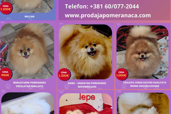 Pomerániai kennel eladó