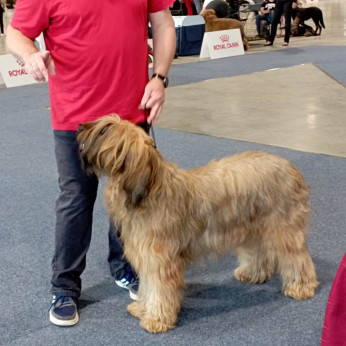 Briard