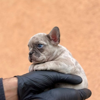 Egzotikus Francia Bulldog Balkán – KIVÁLÓ minőségű kölykök