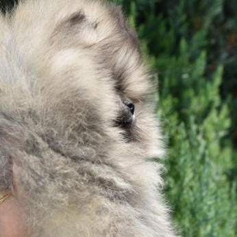 Pomerániai spitz kölykök