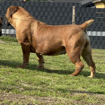 Dél-afrikai masztiff – Boerboel kölykök