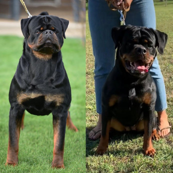 Rottweiler kölykök, alom