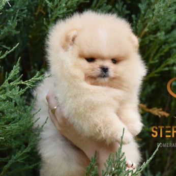 Pomeranian BOO macik, Pomerániai törpespicc kölykök