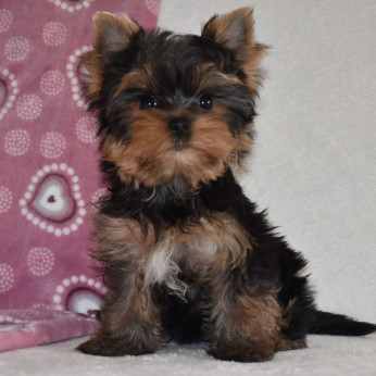 Minőségi törzskönyvezett Yorkshire terrier kisfiú 