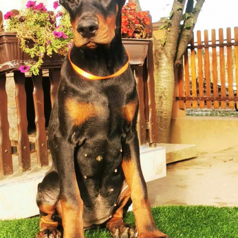 Doberman kiskutya eladó