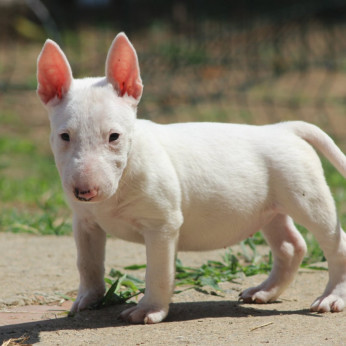 Miniatűr bullterrier kölykök