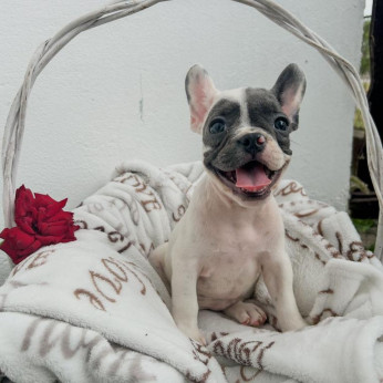 francia bulldog kölykök