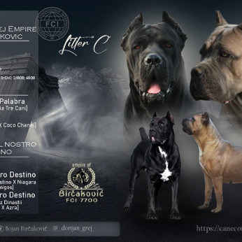 Cane Corso kölykök