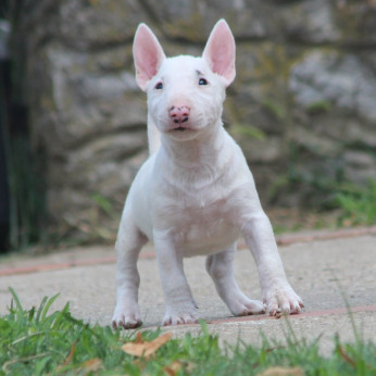 Miniatűr bullterrier kölykök