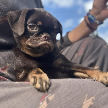 Petit Brabancon és Griffon kölykök