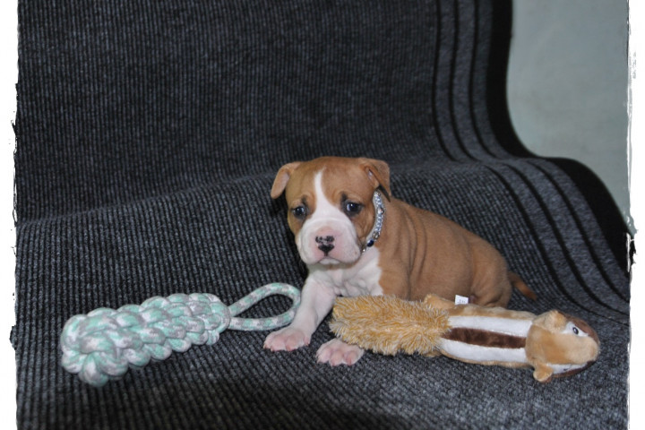 Amstaff szuka, kan kiskutya eladó