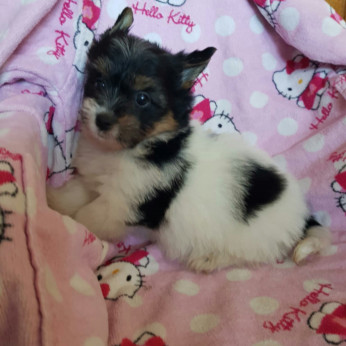 Biewer yorkshire yorki kisfiú kislány 2 x oltva gazdit keres!