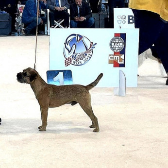 Border terrier kiskutyák