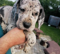 Nèmet Dog kiskutya eladó