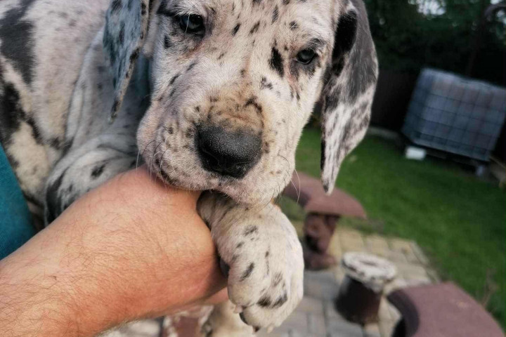 Nèmet Dog kiskutya eladó