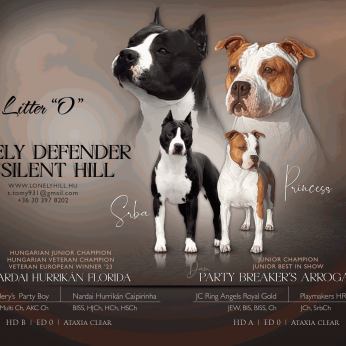 Amerikai staffordshire terrier kölyök