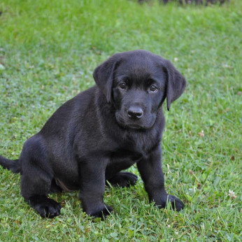 Labrador kiskutyák eladók
