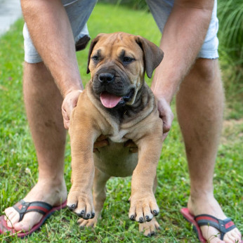 Dél-afrikai masztiff – Boerboel kiskutyák