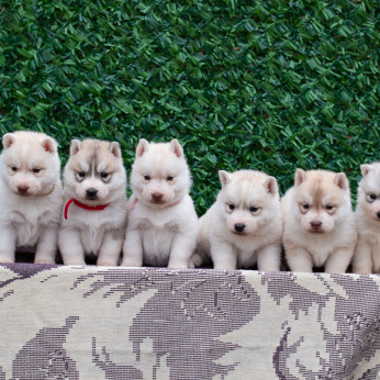 Szibériai Husky kölykök
