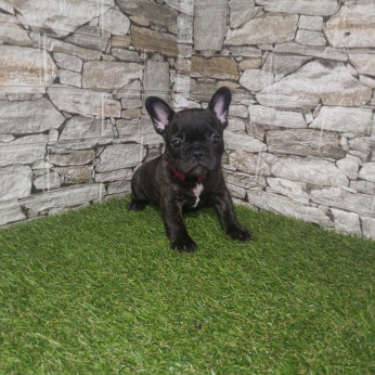 Francia Bulldog – Gyönyörű Kölykök