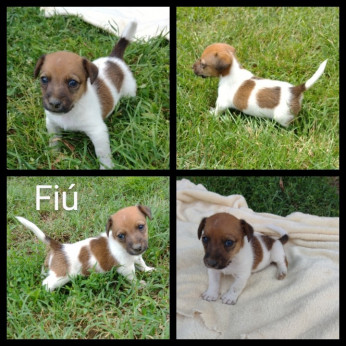 Jack Russel terrier kiskutyák eladóak