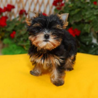 Yorkshire terrierek (Yorkie) - kölykök