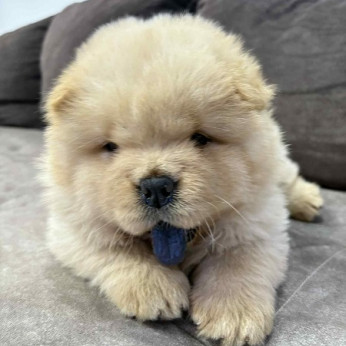 Fajtiszta CHOW-CHOW kölykök
