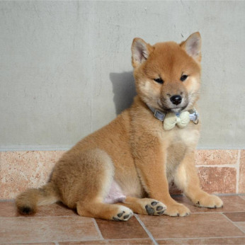 Shiba inu gyönyörű kiskutyák