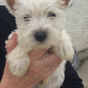 West Highland White Terrier kiskutyák eladók